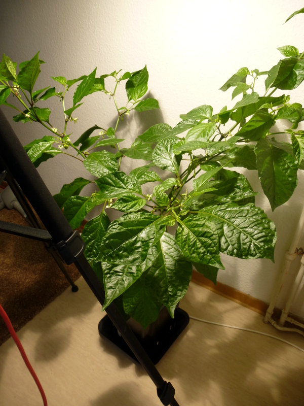 X-Strain_20130501