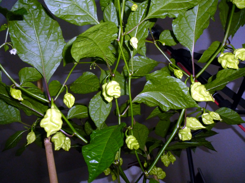 X-Strain_20130514