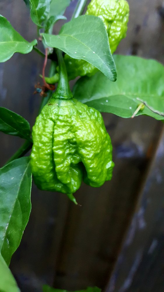 Zing Chiliforum ChiliPepper.de