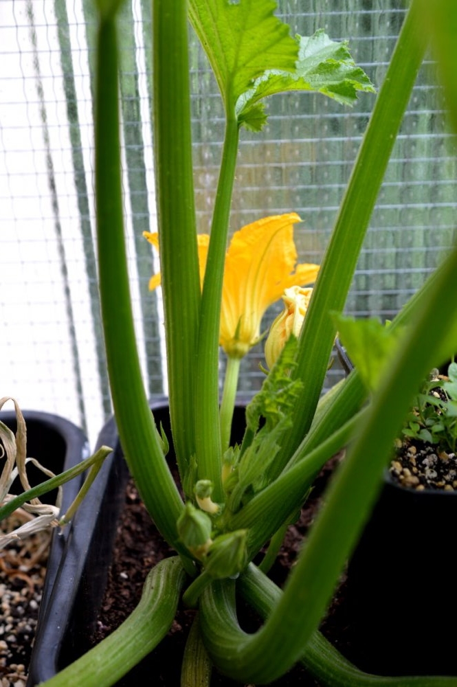 Zucchini Gold Rush 09072018