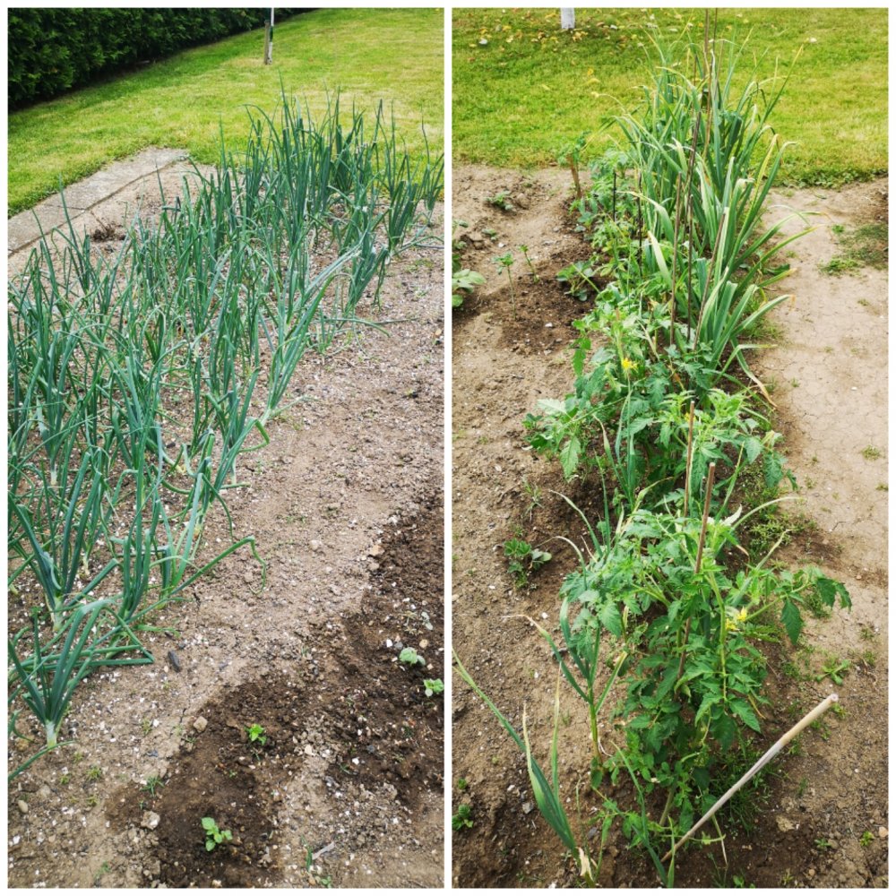 Zwiebeln, Knoblauch, Tomaten